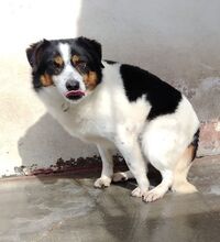 LISBONA, Hund, Mischlingshund in Hoogstede - Bild 1
