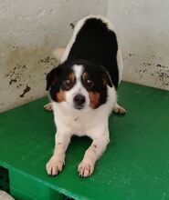 LISBONA, Hund, Mischlingshund in Hoogstede - Bild 2
