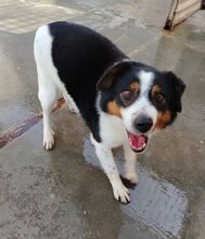 LISBONA, Hund, Mischlingshund in Hoogstede - Bild 3