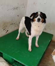 LISBONA, Hund, Mischlingshund in Hoogstede - Bild 4