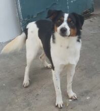 LISBONA, Hund, Mischlingshund in Hoogstede - Bild 5