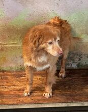 GABRIEL, Hund, Mischlingshund in Wetter - Bild 2