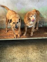 GABRIEL, Hund, Mischlingshund in Wetter - Bild 3