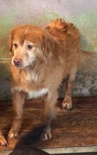 GABRIEL, Hund, Mischlingshund in Wetter - Bild 4
