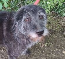 TOMMASO, Hund, Schnauzer-Mix in Wuppertal - Bild 1
