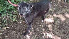 TOMMASO, Hund, Schnauzer-Mix in Wuppertal - Bild 2