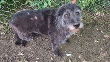 TOMMASO, Hund, Schnauzer-Mix in Wuppertal - Bild 3