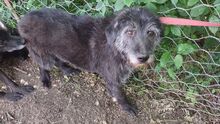 TOMMASO, Hund, Schnauzer-Mix in Wuppertal - Bild 4