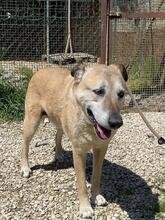 PLUGH, Hund, Mischlingshund in Italien - Bild 1