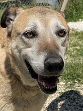 PLUGH, Hund, Mischlingshund in Italien - Bild 2