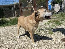 PLUGH, Hund, Mischlingshund in Italien - Bild 3