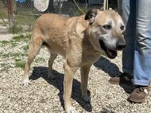 PLUGH, Hund, Mischlingshund in Italien - Bild 4