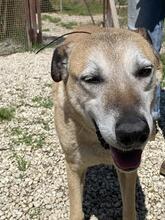 PLUGH, Hund, Mischlingshund in Italien - Bild 5