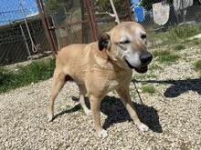 PLUGH, Hund, Mischlingshund in Italien - Bild 6