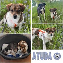 AYUDA, Hund, Mischlingshund in Ribnitz-Damgarten - Bild 1
