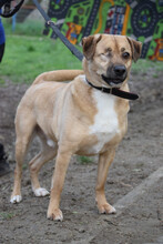 POPEYE, Hund, Mischlingshund in Ungarn - Bild 1