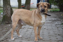 POPEYE, Hund, Mischlingshund in Ungarn - Bild 2