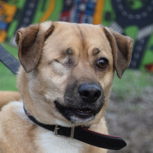 POPEYE, Hund, Mischlingshund in Ungarn - Bild 3
