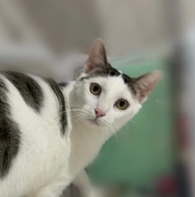 ADY, Katze, Europäisch Kurzhaar in Italien - Bild 1