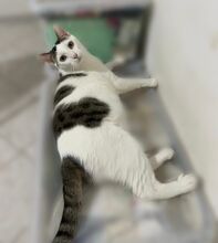 ADY, Katze, Europäisch Kurzhaar in Italien - Bild 2