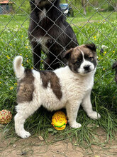 ALINA, Hund, Mischlingshund in Rumänien - Bild 2
