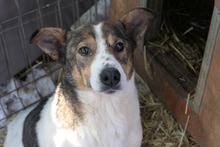 PRINCESS, Hund, Mischlingshund in Rumänien - Bild 1
