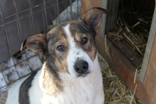 PRINCESS, Hund, Mischlingshund in Rumänien - Bild 2