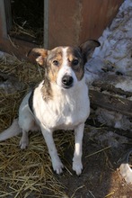 PRINCESS, Hund, Mischlingshund in Rumänien - Bild 3