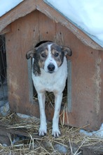 PRINCESS, Hund, Mischlingshund in Rumänien - Bild 4
