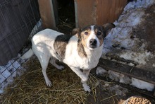 PRINCESS, Hund, Mischlingshund in Rumänien - Bild 5