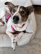 PRINCESS, Hund, Mischlingshund in Konz