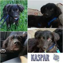KASPAR, Hund, Mischlingshund in Rhauderfehn - Bild 1