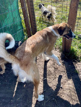 EINSTEIN, Hund, Mischlingshund in Rumänien - Bild 12