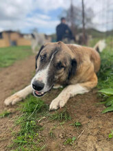 EINSTEIN, Hund, Mischlingshund in Rumänien - Bild 2