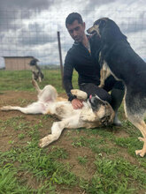 EINSTEIN, Hund, Mischlingshund in Rumänien - Bild 9