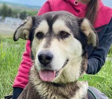 NALA, Hund, Siberian Husky-Mix in Slowakische Republik - Bild 1