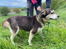 NALA, Hund, Siberian Husky-Mix in Slowakische Republik - Bild 2