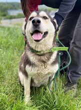 NALA, Hund, Siberian Husky-Mix in Slowakische Republik - Bild 3