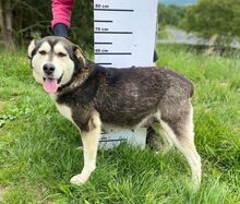 NALA, Hund, Siberian Husky-Mix in Slowakische Republik - Bild 4