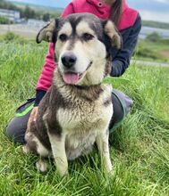 NALA, Hund, Siberian Husky-Mix in Slowakische Republik - Bild 5