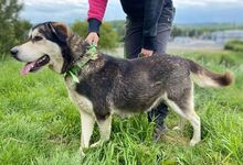 NALA, Hund, Siberian Husky-Mix in Slowakische Republik - Bild 6