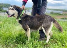 NALA, Hund, Siberian Husky-Mix in Slowakische Republik - Bild 7