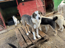 RICH, Hund, Mischlingshund in Rumänien - Bild 1