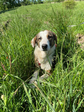 RICH, Hund, Mischlingshund in Rumänien - Bild 10