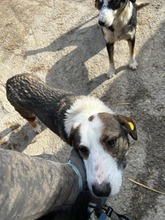 RICH, Hund, Mischlingshund in Rumänien - Bild 2