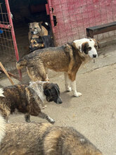RICH, Hund, Mischlingshund in Rumänien - Bild 3