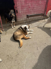 RICH, Hund, Mischlingshund in Rumänien - Bild 4