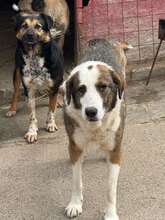 RICH, Hund, Mischlingshund in Rumänien - Bild 5