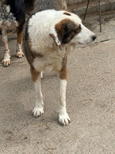 RICH, Hund, Mischlingshund in Rumänien - Bild 6