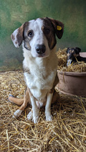 RICH, Hund, Mischlingshund in Rumänien - Bild 7